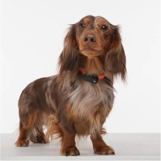 Produktbild Tickless Mini Pet (Hund)