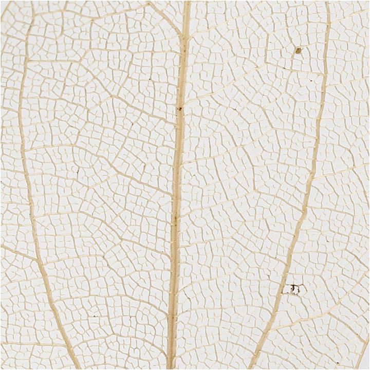 Produktbild Creativ Company Papierdekoration Laubblätter, Nature, 20 Stück (20x)