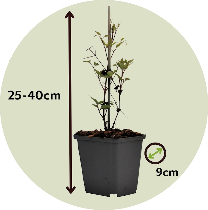 Produktbild Plant in a Box Clematis hybrid taiga - 2er Set Klematis (25 cm)
