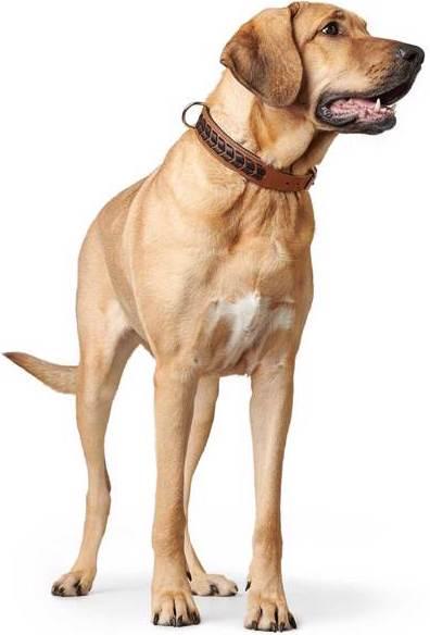 Actual product image Hunter Collar El Paso (S, M, Dog, Dog sport)