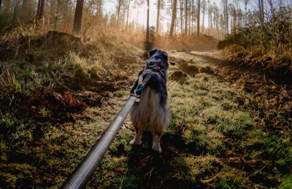 Immagine prodotto Non-Stop Dogwear Bungee (XXL, Cane, Generale)