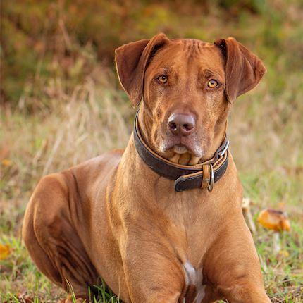 Produktbild Lederband Halsband Weinheim (Hund)