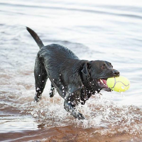 Produktbild KONG AirDog Football (Ballspielzeug Hund)