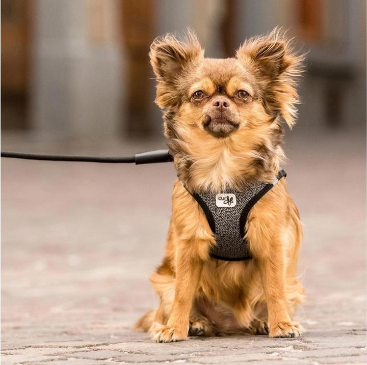 Immagine prodotto Curli Stoviglie Merino (XS, Cane, Generale, Passeggiare)