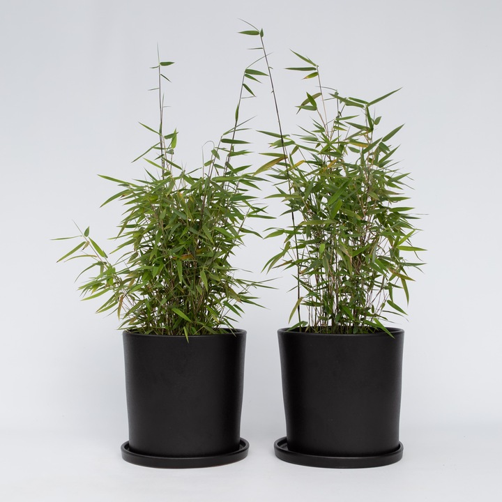 Immagine prodotto Plant in a Box Fargesia nitida 'Red Dragon' - Set di 2 bambù Red Dragon (60 cm)