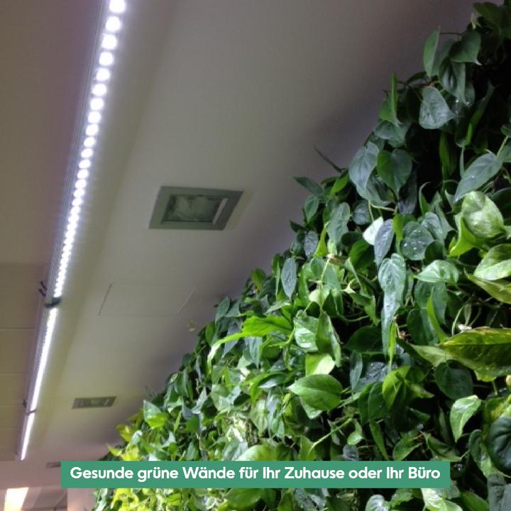 Actual product image Parus by Venso Wall Spot 60cm, beam angle 60 °, LED growth lamp, growth light for indoor plants and (LED, 245 V)