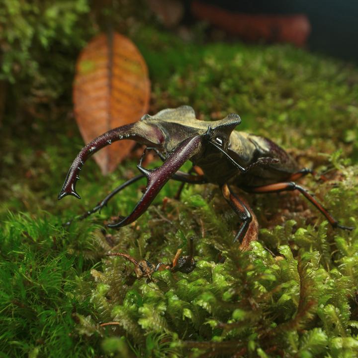 Produktbild Venus Optic Festbrennweite Laowa 24 mm f/14 Standard (L-Mount, Vollformat)