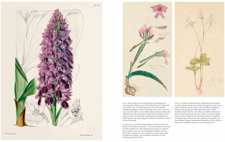 Actual product image Orchideen (German, Sandra Knapp, 2022)