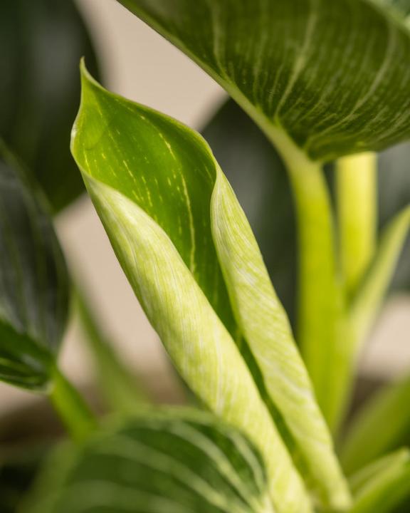 Image du produit feey Philodendron Birkin 'White Measure' (20 cm, Fraîchement rempotés)