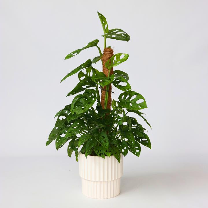 Produktbild Plant in a Box Monstera Monkey Mask - Affenmaskpflanze auf einem Stab (60 cm)