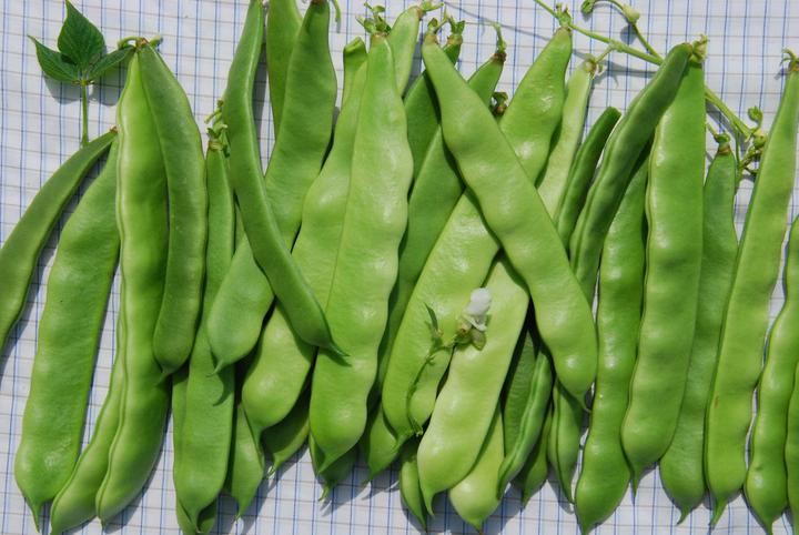 Produktbild Zollinger Bio Stangenbohne, Coco