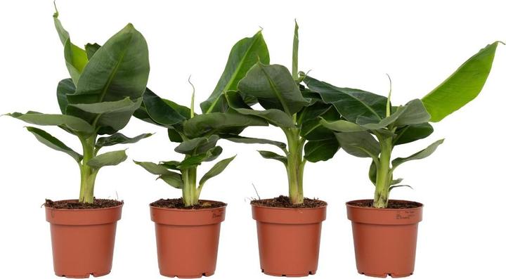 Plant in a Box Musa Orientale Nana - Set di 4 banane nane