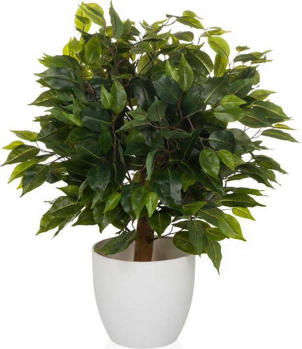 Actual product image Hjh Office Ficus Ii (65 cm)