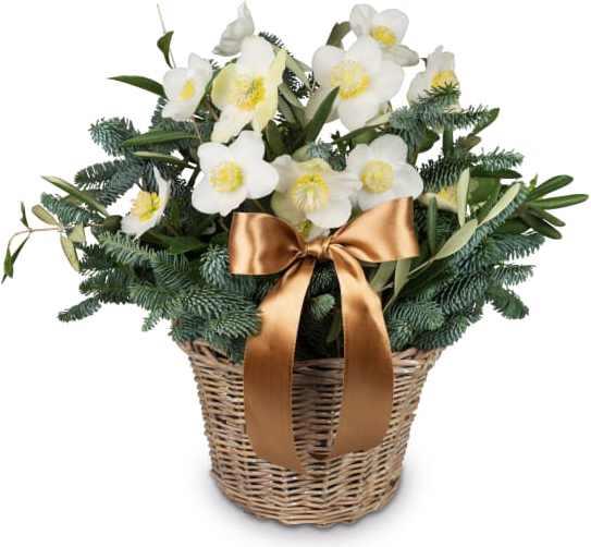 Produktbild Fleurop Eisprinzessin (Christrose) (Blumenzwiebeln)