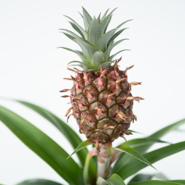 Immagine prodotto Plant in a Box Ananas comosus 'Mi Amigo' - Set di 2 ananas (35 cm)