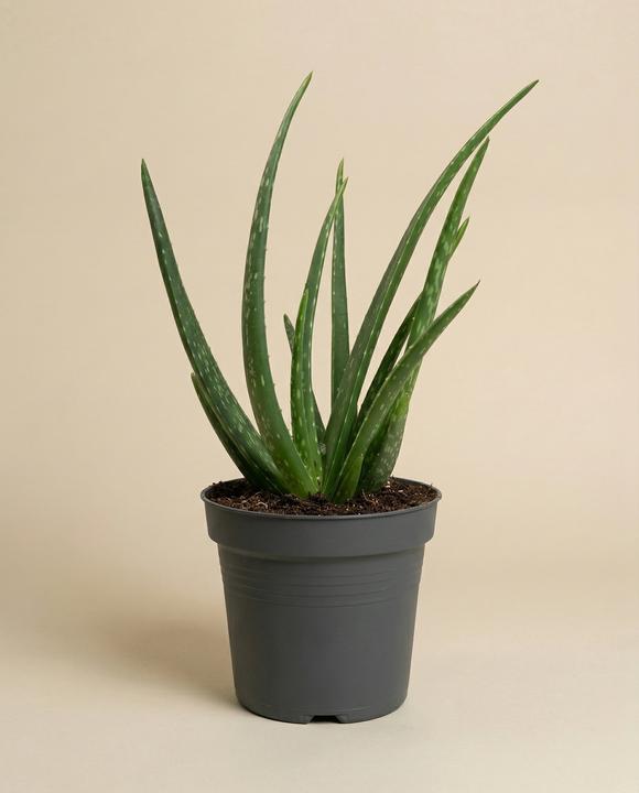 Immagine prodotto feey Echte Aloe (35 cm, Appena rinvasata)