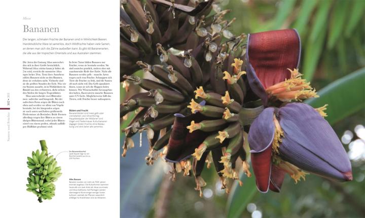 Actual product image Flora – Wunderwelt der Pflanzen (German, DK Publishing House, 2019)