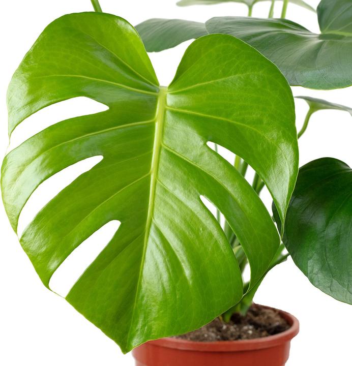 Immagine prodotto Flowerbox Foglia di finestra - Monstera Deliciosa (75 cm)