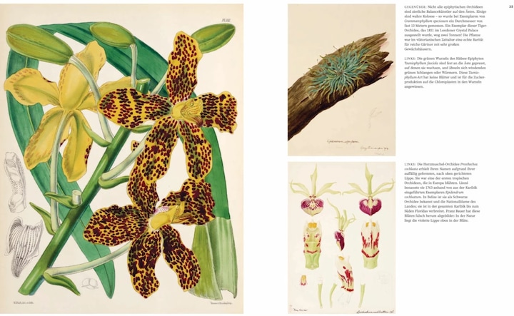 Actual product image Orchideen (German, Sandra Knapp, 2022)