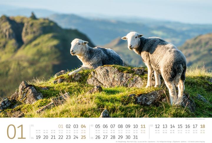 Produktbild Schafe Kalender 2026 (45 x 33 cm)