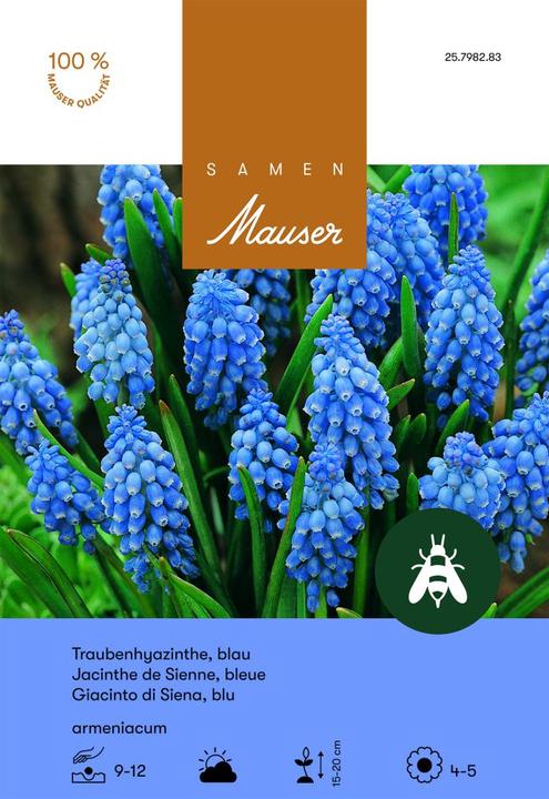 Produktbild Samen Mauser Traubenhyatzinthe (Blumenzwiebeln)