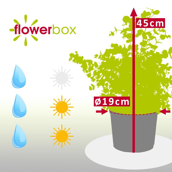 Immagine prodotto Flowerbox Eucalipto - Eucalyptus gunnii (45 cm)