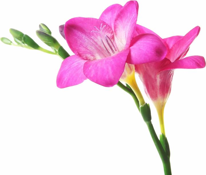 Immagine prodotto Valmont Balletto in fiore (Eau de parfum, 100 ml)