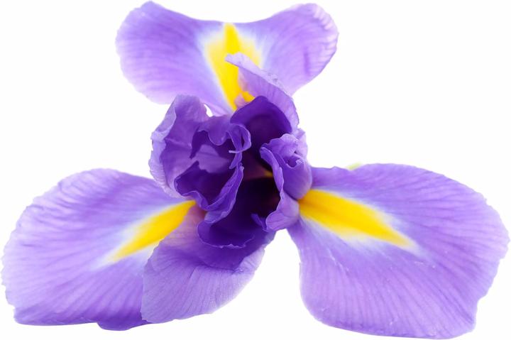 Actual product image Valmont Casanova 2161 (Eau de parfum, 100 ml)