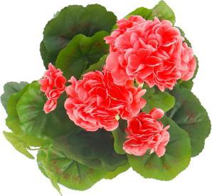 Produktbild Mica Decorations Künstliche Geranie Pfirsich im grauen Topf (33 cm)
