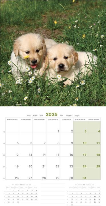 Produktbild Martin Sellier Chiots