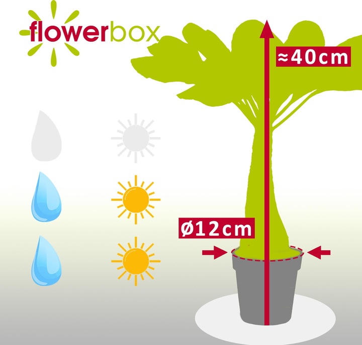 Actual product image Flowerbox Hawaiian vulcan palm - height ca. 40 cm, pot-Ø 12 cm - Brighamia (40 cm)