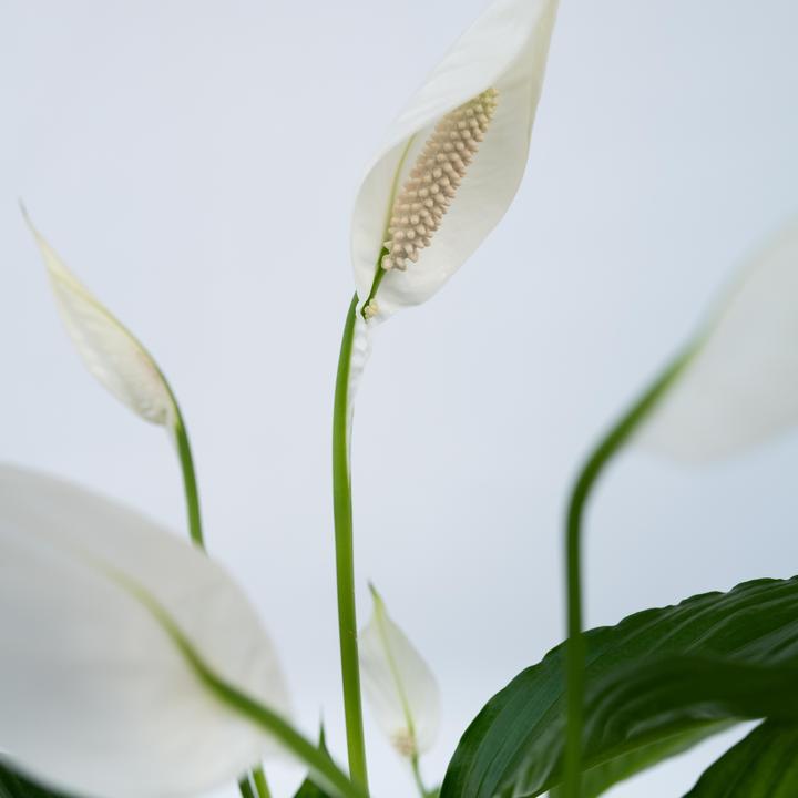 Produktbild Plant in a Box Spathiphyllum 'Torelli' - Friedenslilie (30 cm)