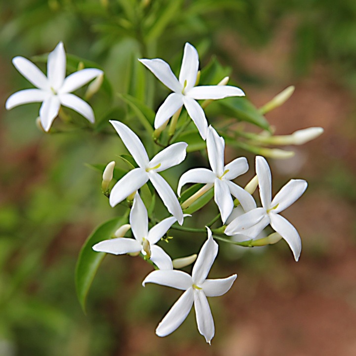 Produktbild Plant in a Box Jasminum polyanthum - Jasmin (60 cm)
