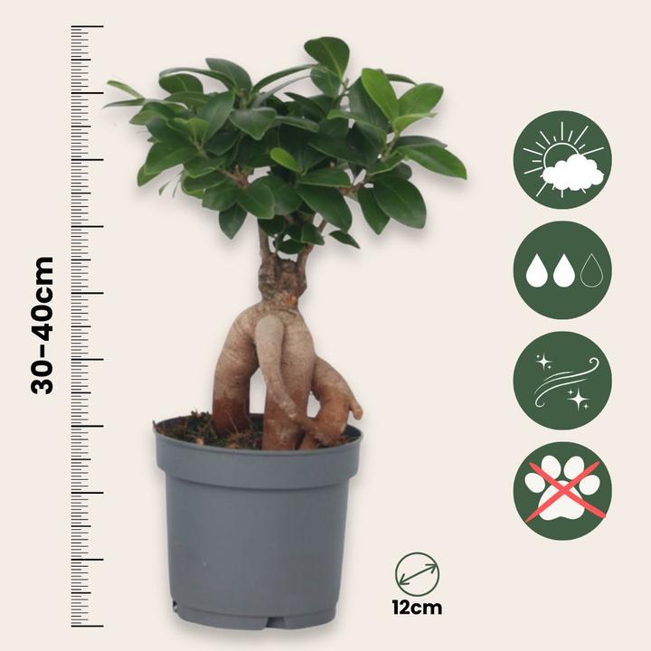 Actual product image Plant in a Box Ficus Microcarpa Ginseng (30 cm)