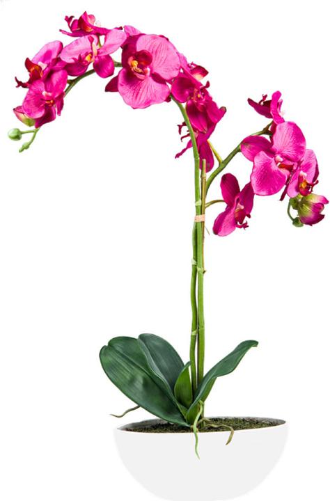 Luwatex La beauté des orchidées (65 cm)