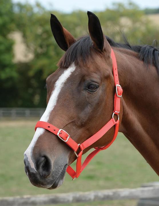 Image du produit Roma Ensemble licol et longe pour cheval