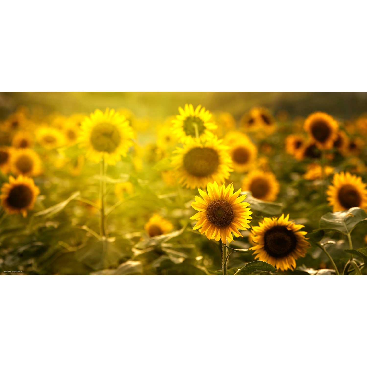 CoverYourDesk, Unterlage, Schreibtischunterlage Sonnenblumenfeld