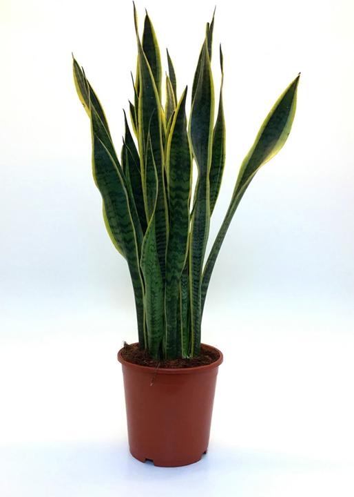Produktbild Rutishauser Sansevieria Laurentii (75 cm)