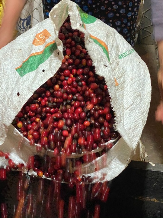 Immagine prodotto Turm Kaffee Guatemala Huehuetenango el Limonar (250 g, Tostatura media)