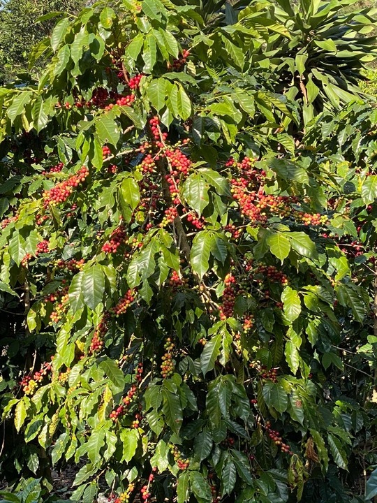 Immagine prodotto Turm Kaffee Guatemala Huehuetenango el Limonar (250 g, Tostatura media)