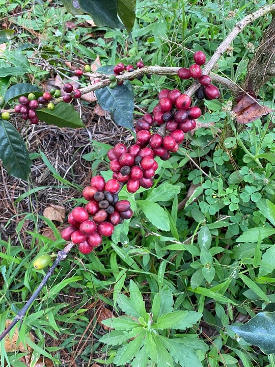 Immagine prodotto Turm Kaffee Guatemala Huehuetenango el Limonar (250 g, Tostatura media)