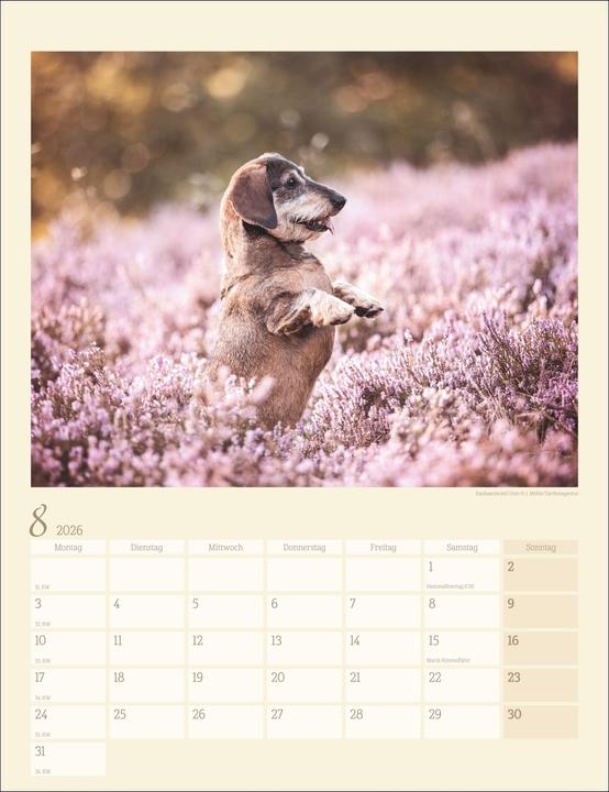 Produktbild Dackel Kalender 2026 (30 x 39 cm, Harter Einband, Deutsch)