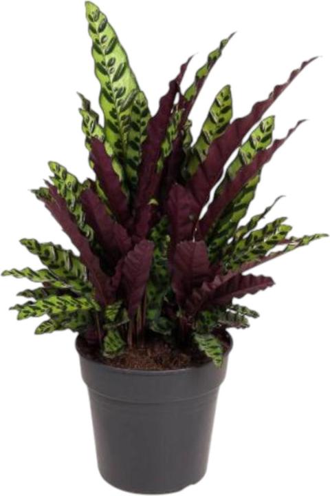 Produktbild Plantlovers Calathea Lancifolia (Korbmarante Lancifolia) (75 cm)