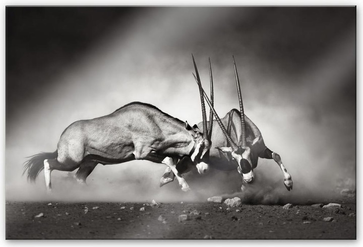 Produktbild Trenddeko Das Duell (60 x 40 cm)