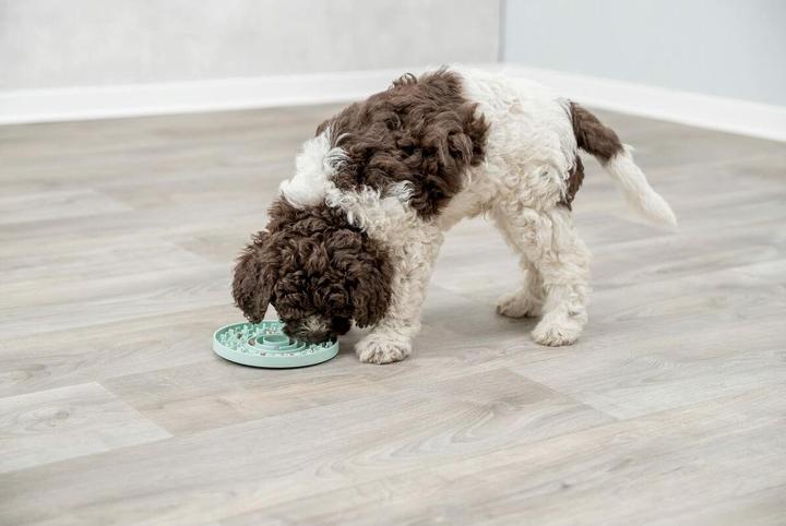 Produktbild Trixie Junior Schleckplatte (Snackbeutel Hund)