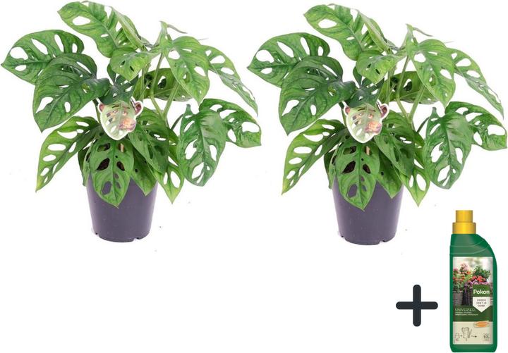 Produktbild Plant in a Box Monstera adansonii 'Monkey Mask' - (25 cm)