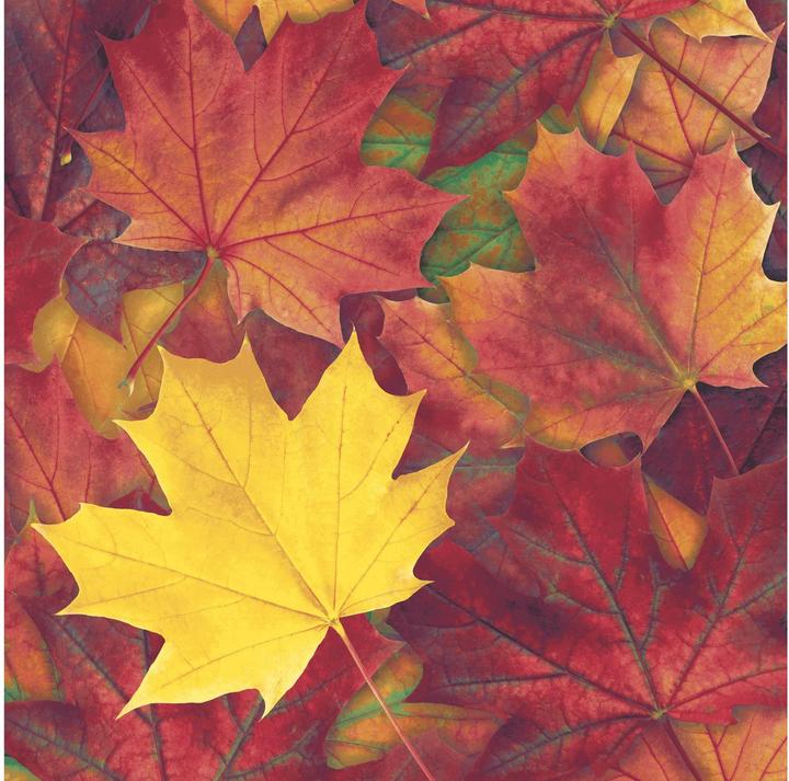 Paper + Design Motivserviette 33x33cm Herbst (20 x, 33 x 33 cm)