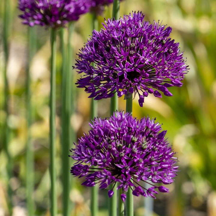 Produktbild Plant in a Box Allium Purple Sensation - 30er-Set (10 cm)