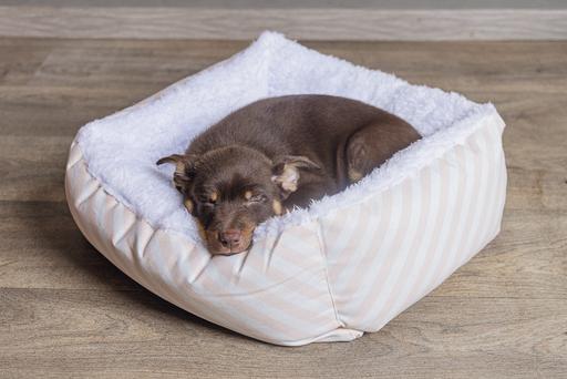 Produktbild Beeztees Nappy (Hund)