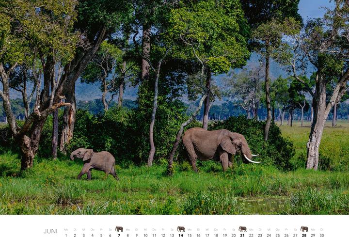 Produktbild Elefanten Kalender 2026